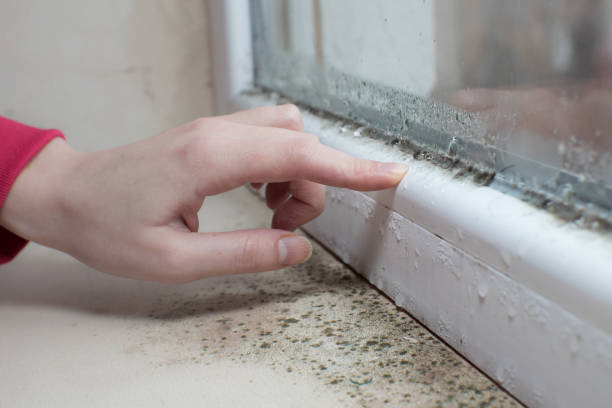 Best Mold Damage Restoration  in Hayti, PA